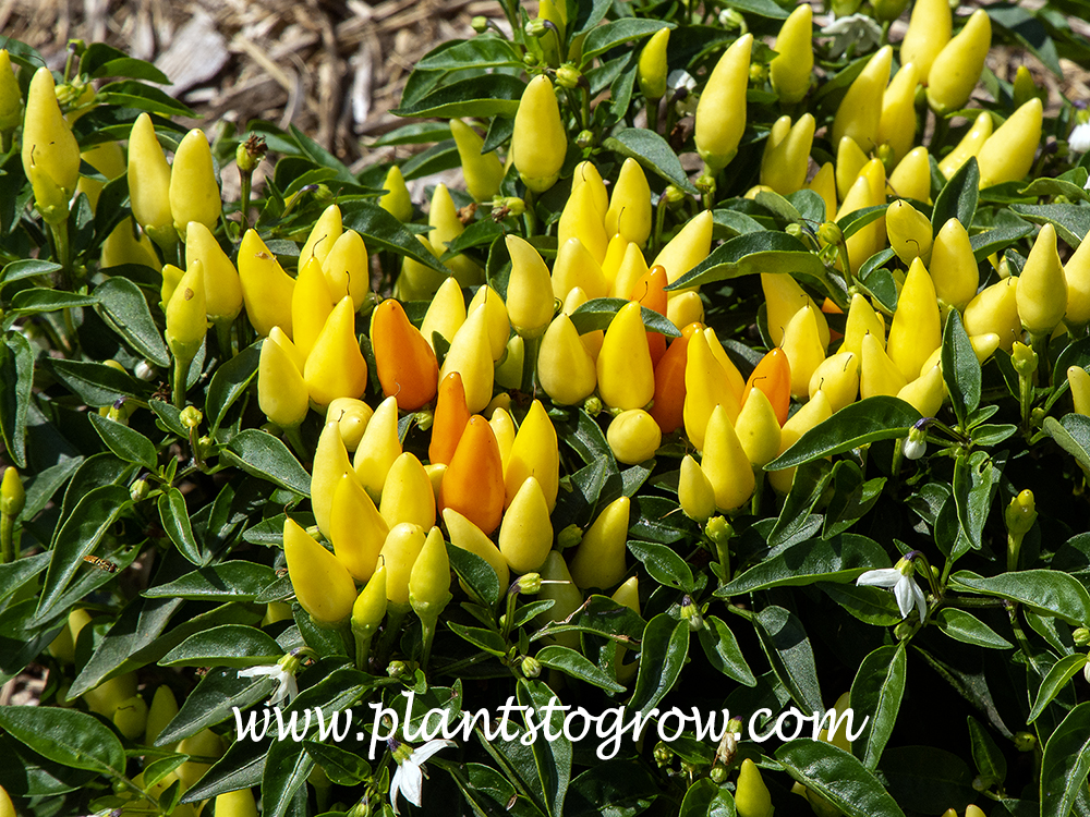 Sedona Sun Ornamental Pepper (Capsicum)